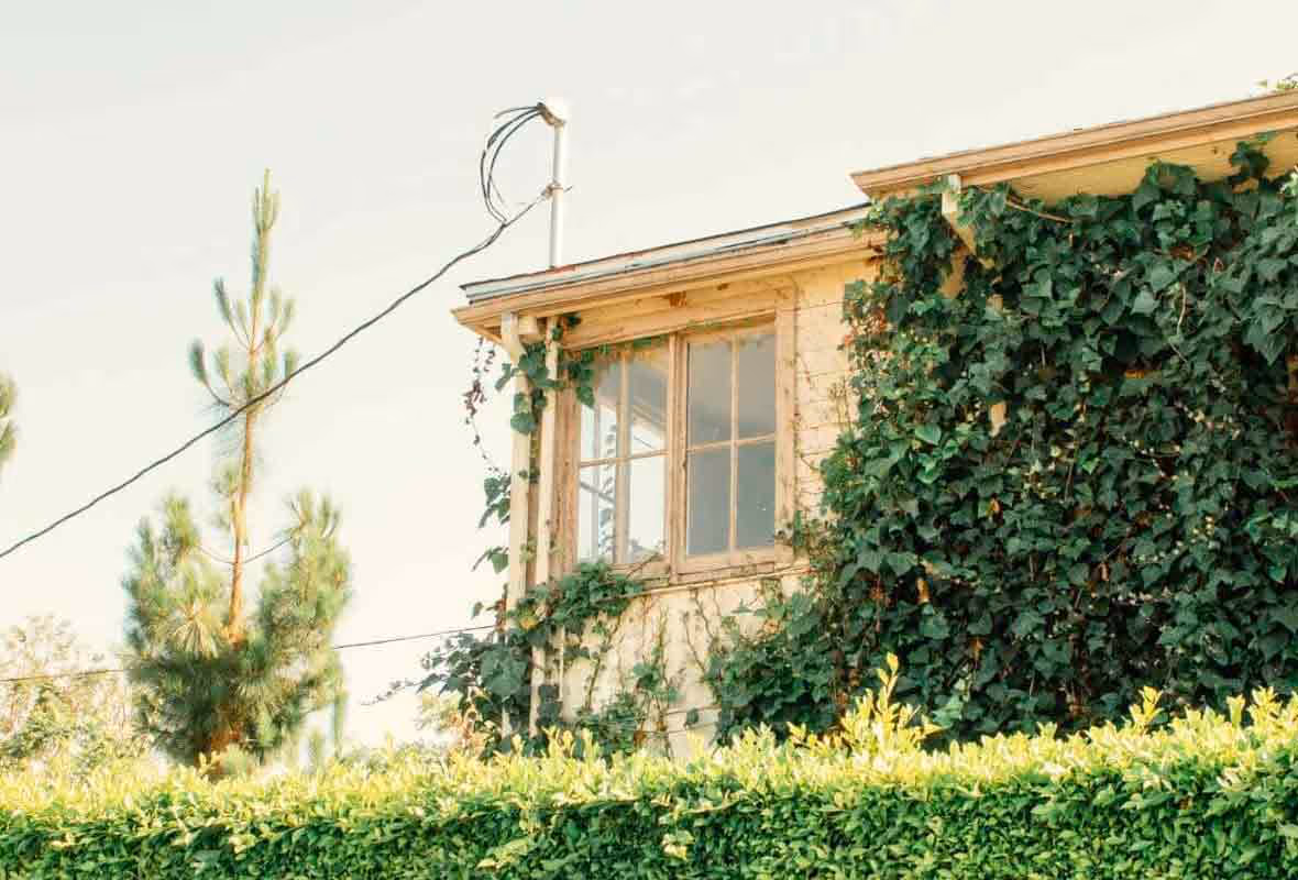 Hauteur de haie mitoyenne et taille