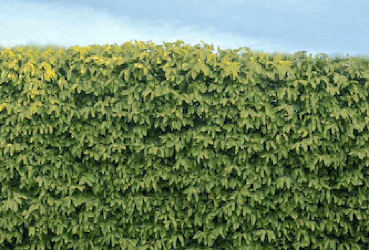 La meilleure période pour tailler ses haies