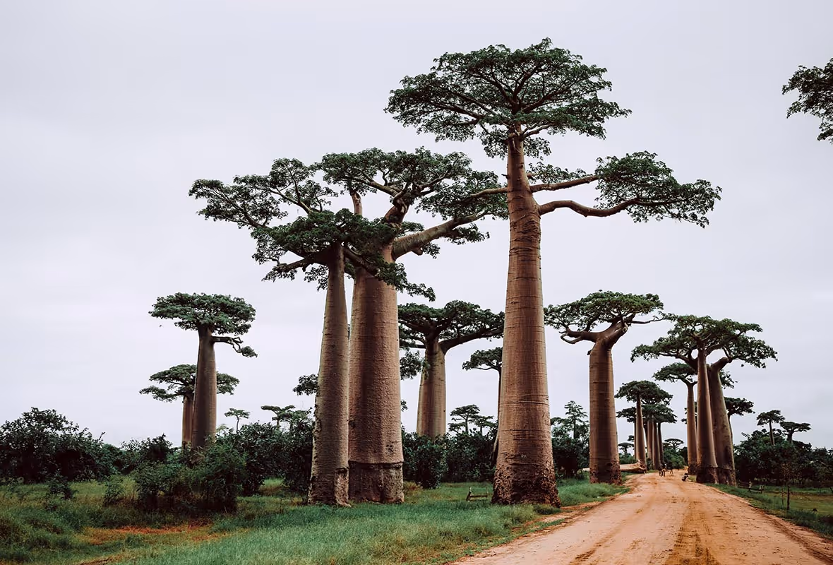 Assurance voyage Madagascar