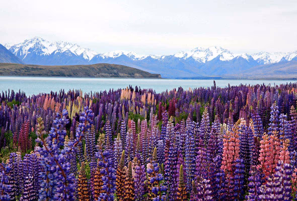 Visa Nouvelle-Zélande