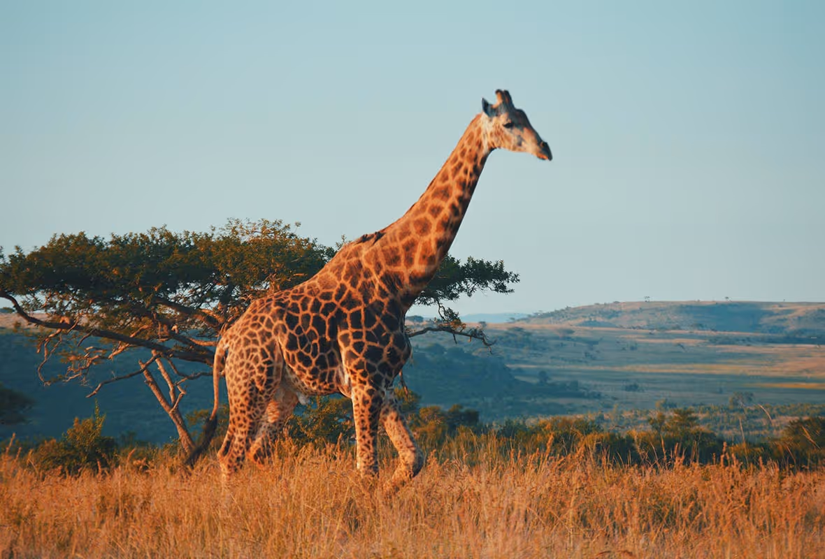 Assurance voyage Afrique du Sud